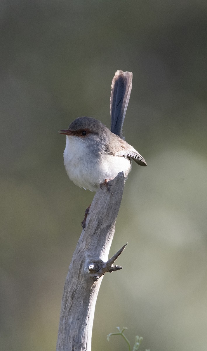 Superb Fairywren - ML384351641