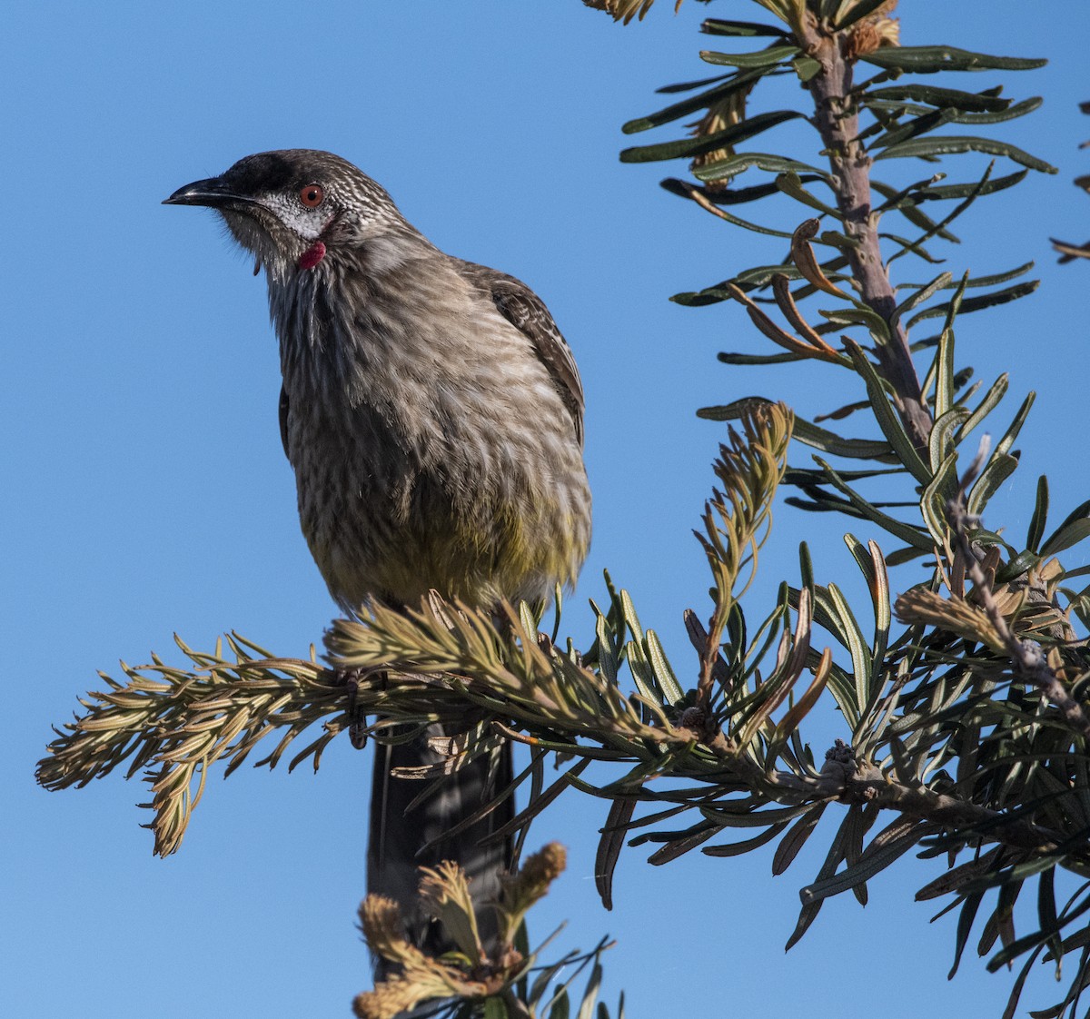 Red Wattlebird - Melissa Nicholas