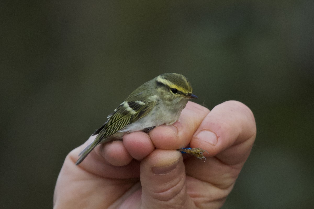 Pallas's Leaf Warbler - ML384352801