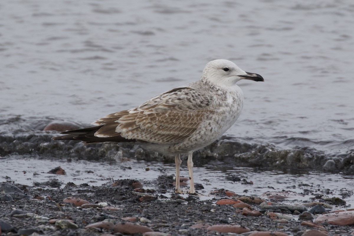 Caspian Gull - Thomas Doebel