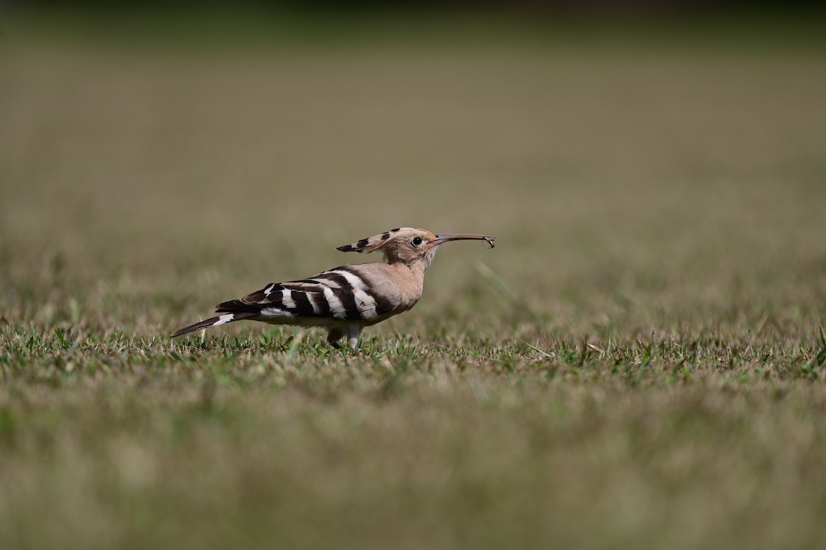 Eurasian Hoopoe - Mohandas Giriyappa