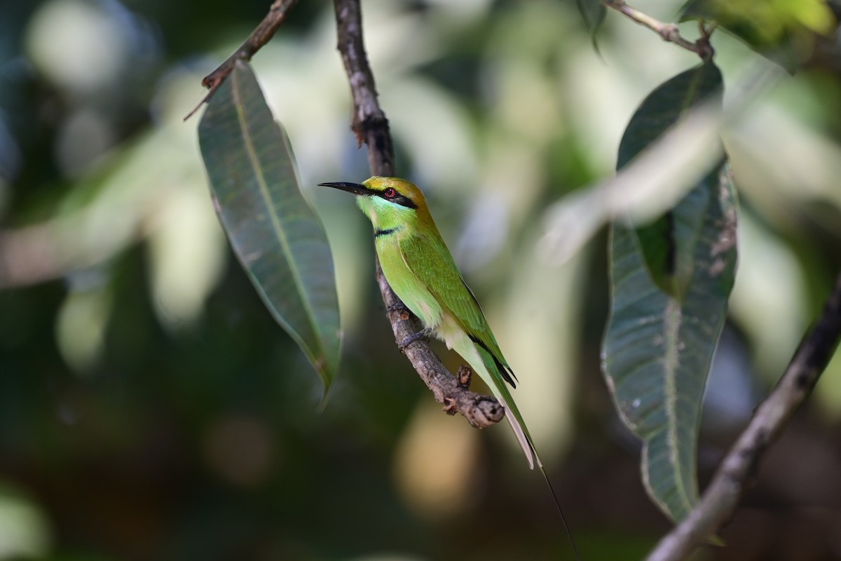 Asian Green Bee-eater - Mohandas Giriyappa