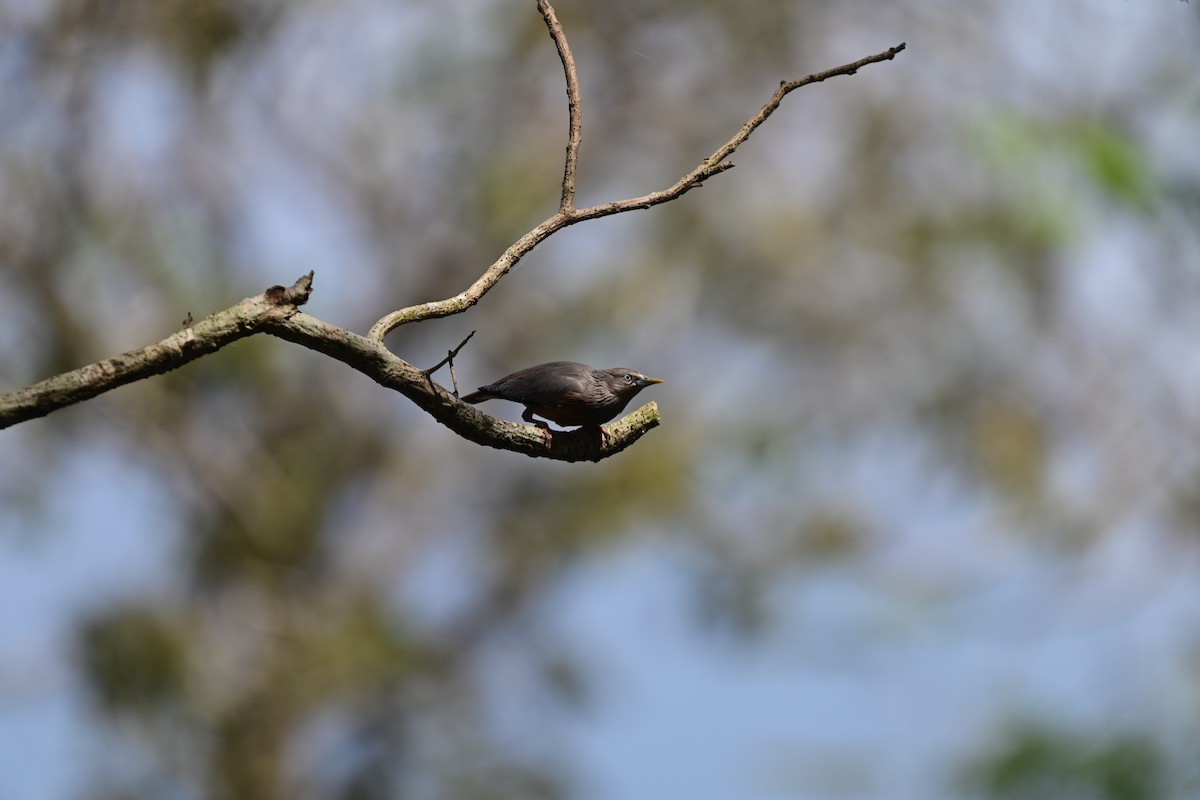 Malabar Starling - Mohandas Giriyappa