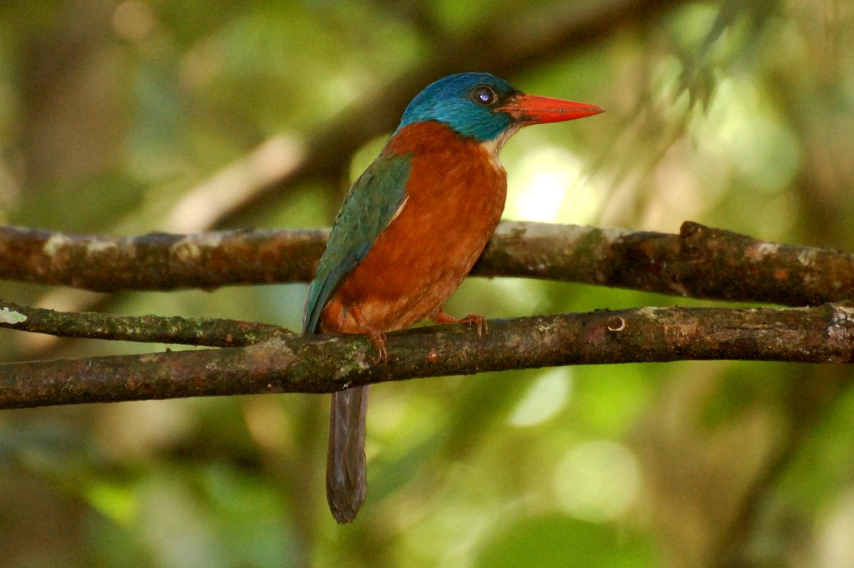 Green-backed Kingfisher - ML384354321