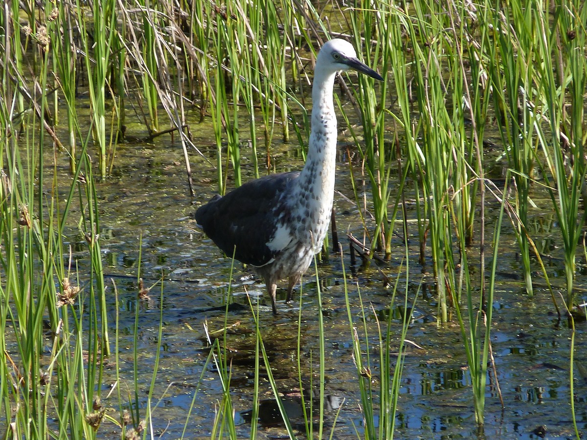 Pacific Heron - ML384356641