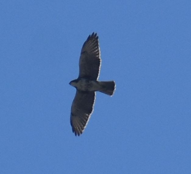 White-throated Hawk - ML384357001