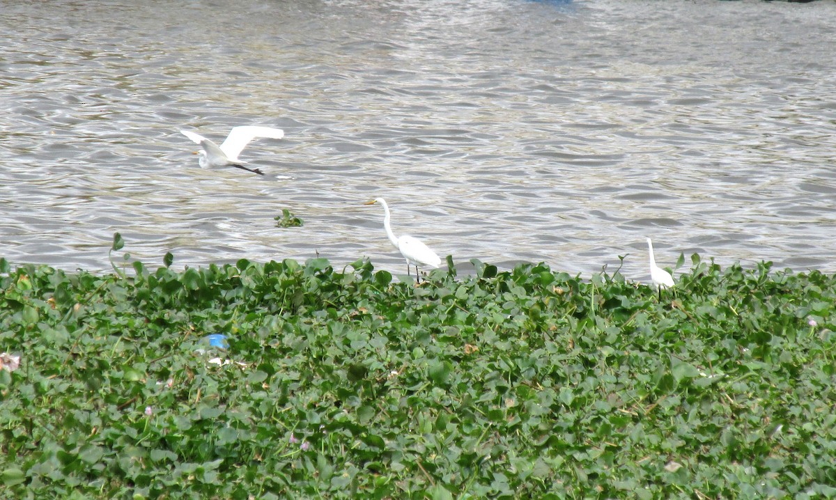 Snowy Egret - ML38435731