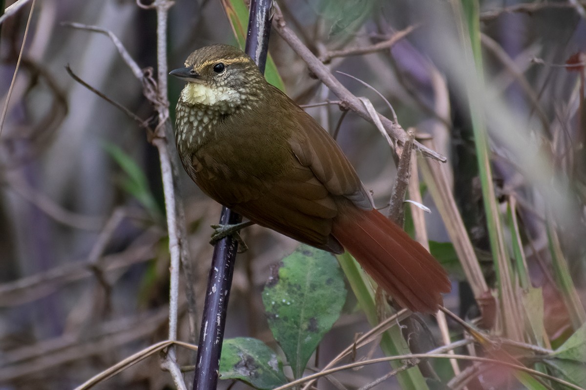 Buff-browed Foliage-gleaner - ML384358441