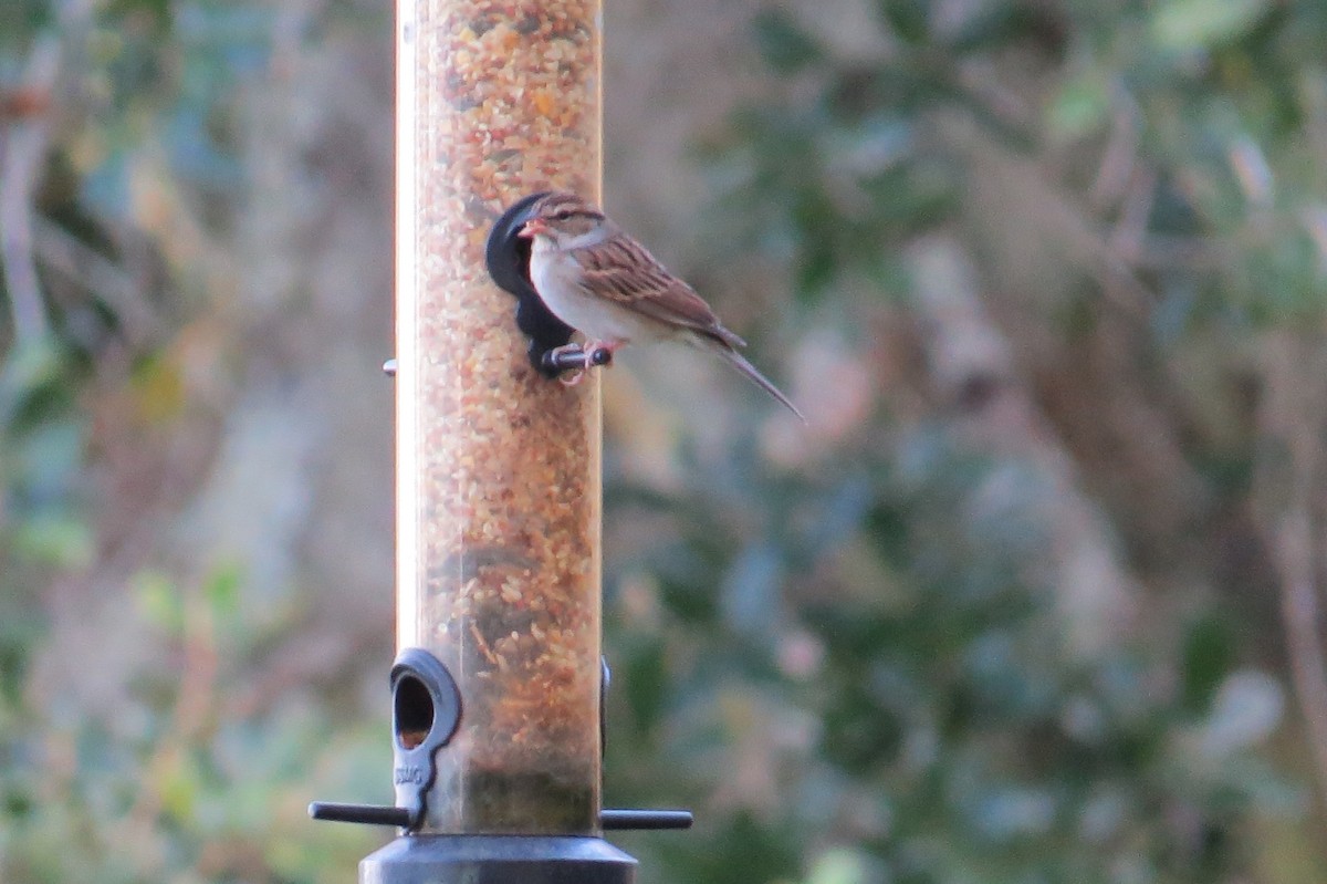 Chipping Sparrow - ML384359341