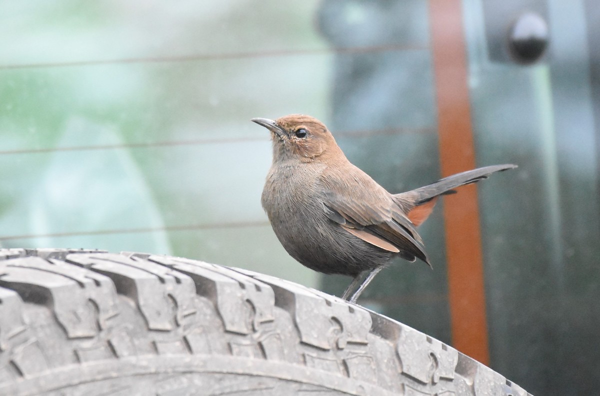 Indian Robin - Pratham Kini