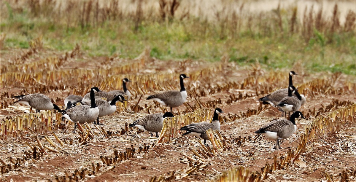 Cackling Goose - Donna Martin