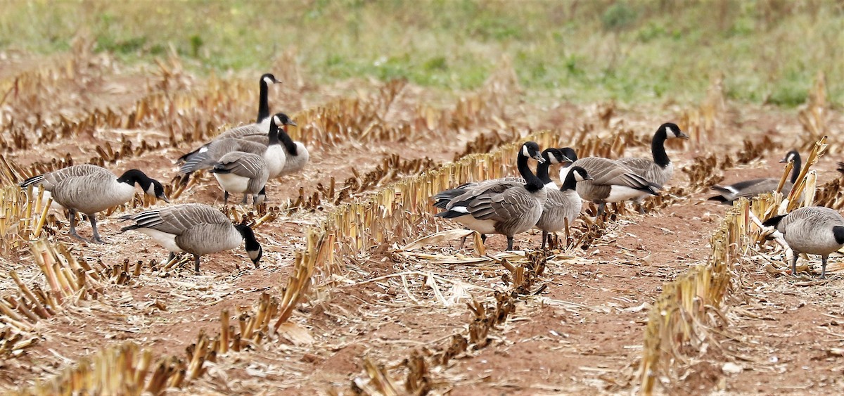 Cackling Goose - Donna Martin