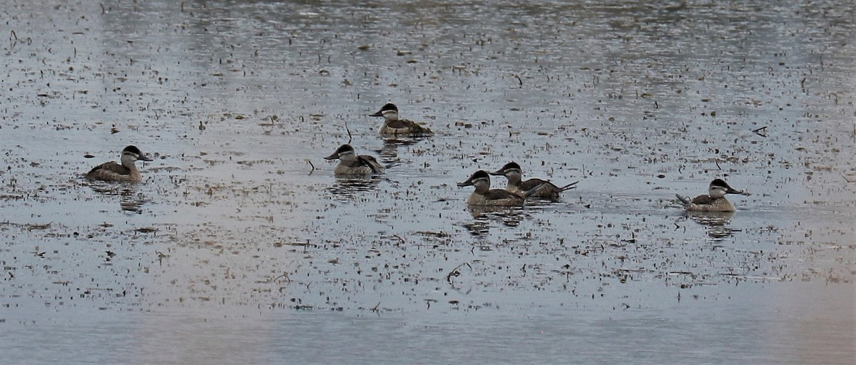 Ruddy Duck - ML384364131