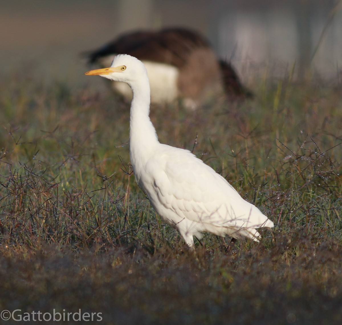 Western Cattle Egret - ML38436551