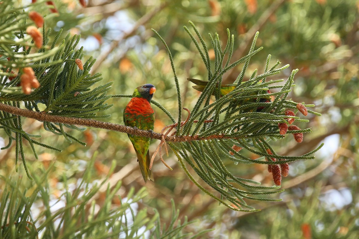 Coconut Lorikeet - ML384366061