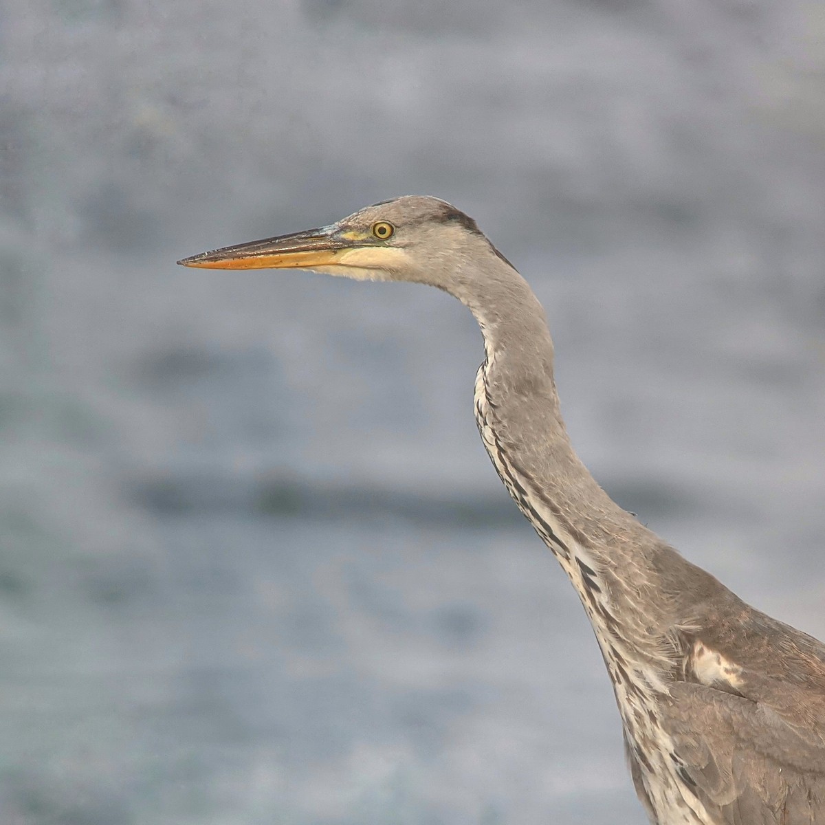 Gray Heron (Gray) - ML384366341