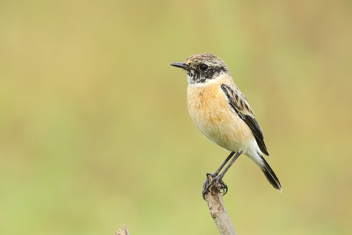 Siberian Stonechat - ML384366391