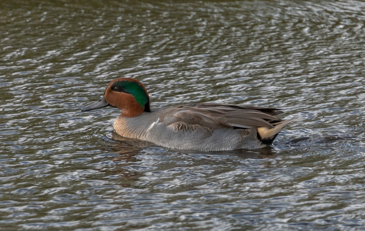 Green-winged Teal - ML384366471