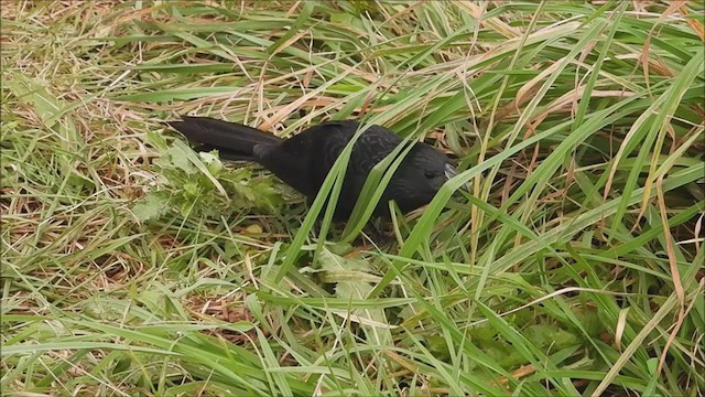 Groove-billed Ani - ML384367951