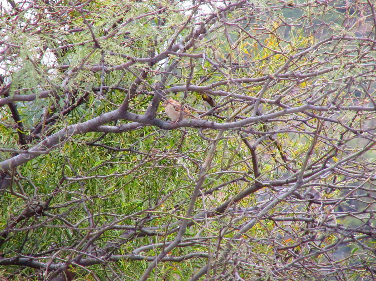 House Sparrow - ML38436801