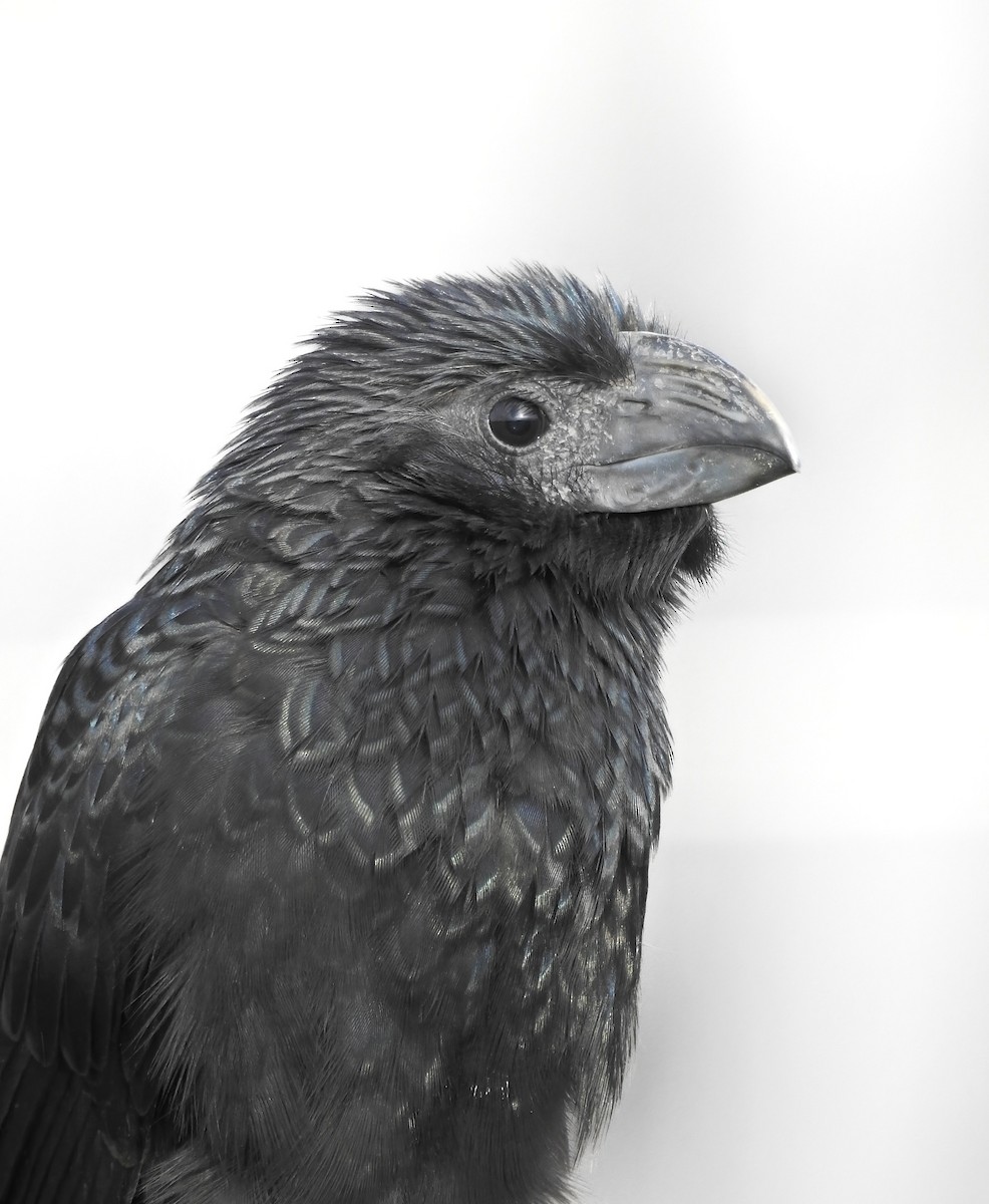 Groove-billed Ani - ML384368441