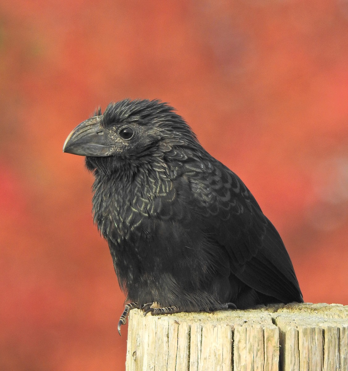 Groove-billed Ani - ML384368451