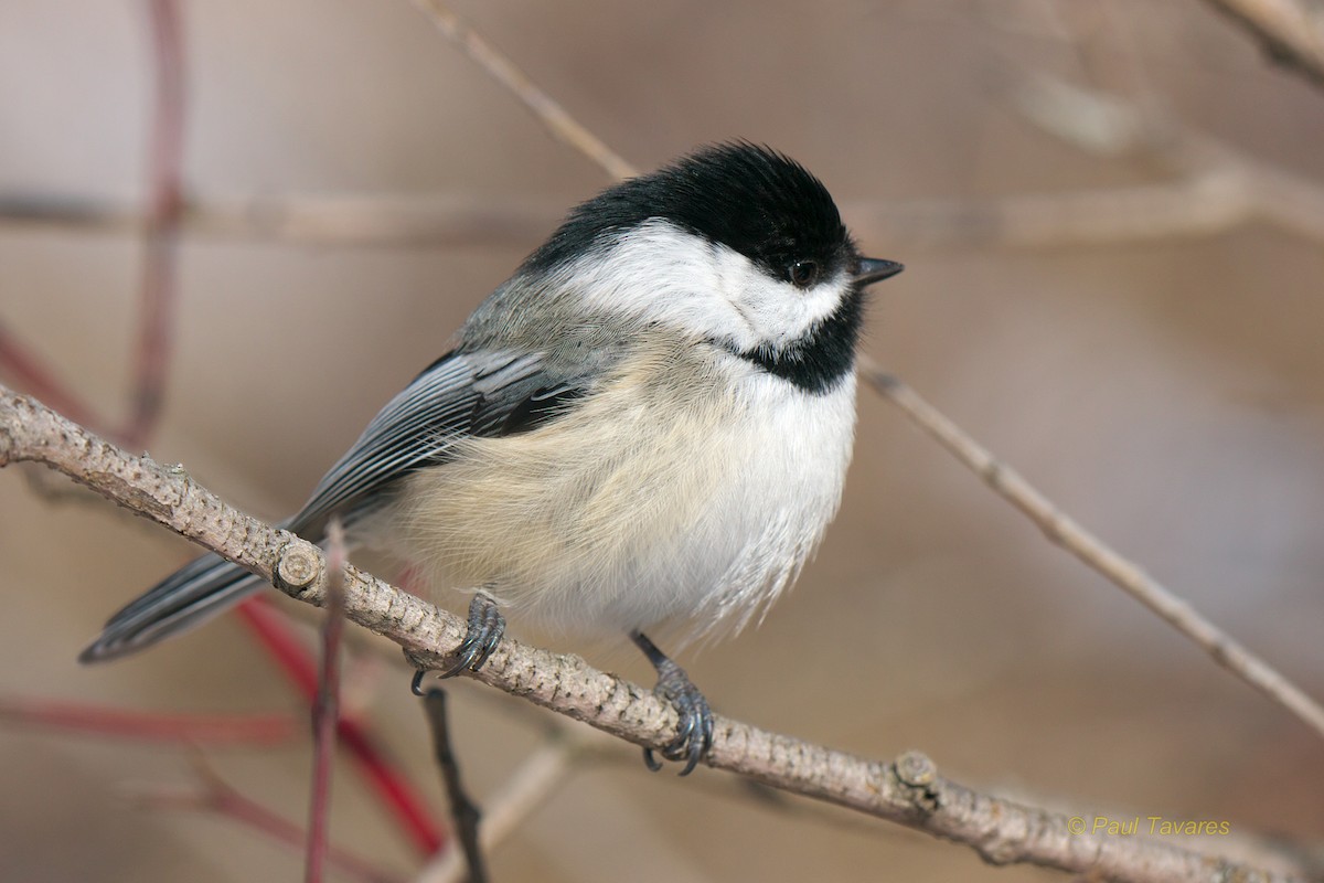 Black-capped Chickadee - ML38436851