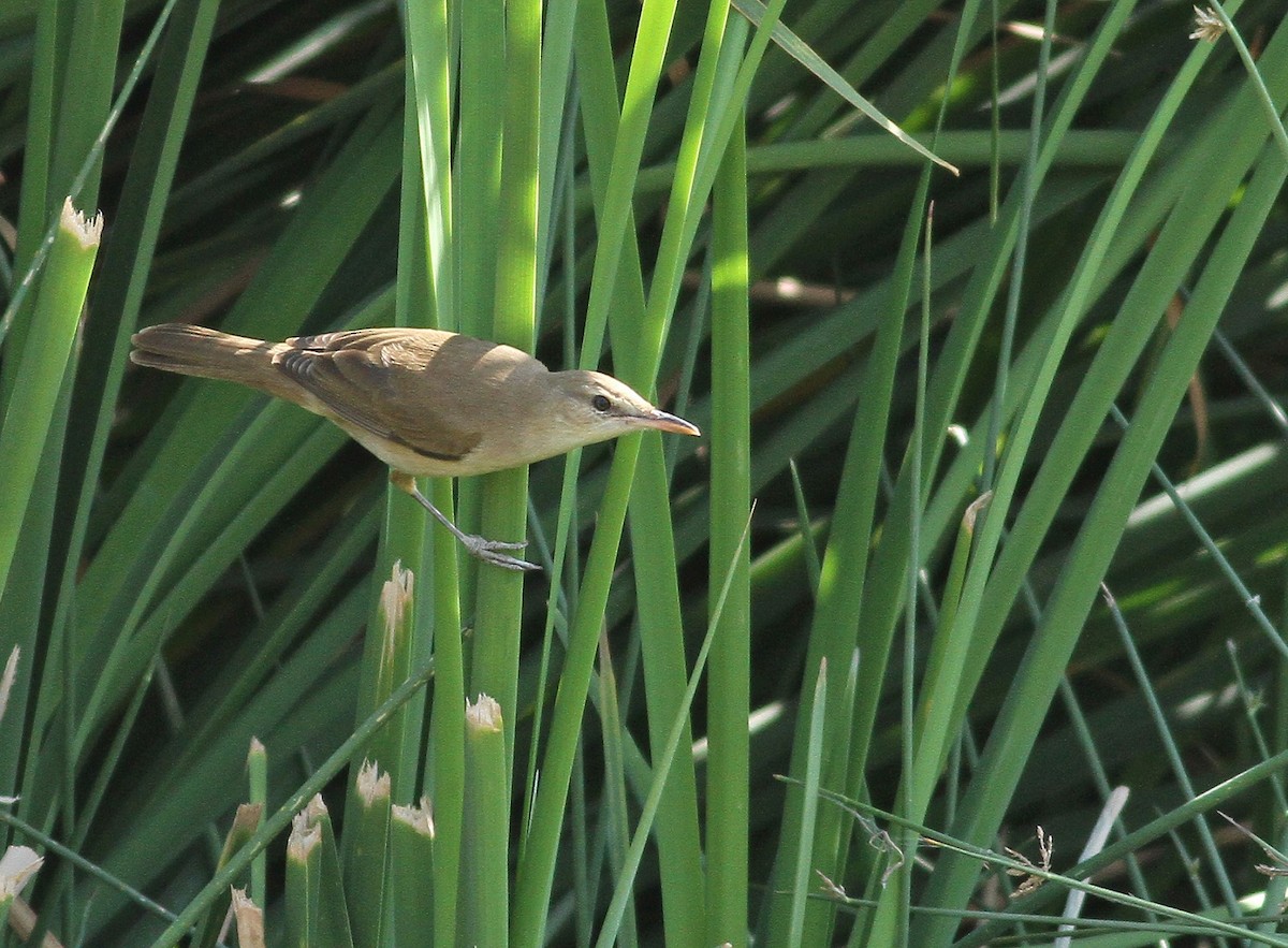 Clamorous Reed Warbler - Bart De Schutter