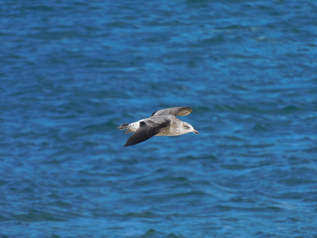 Kelp Gull - George Vaughan