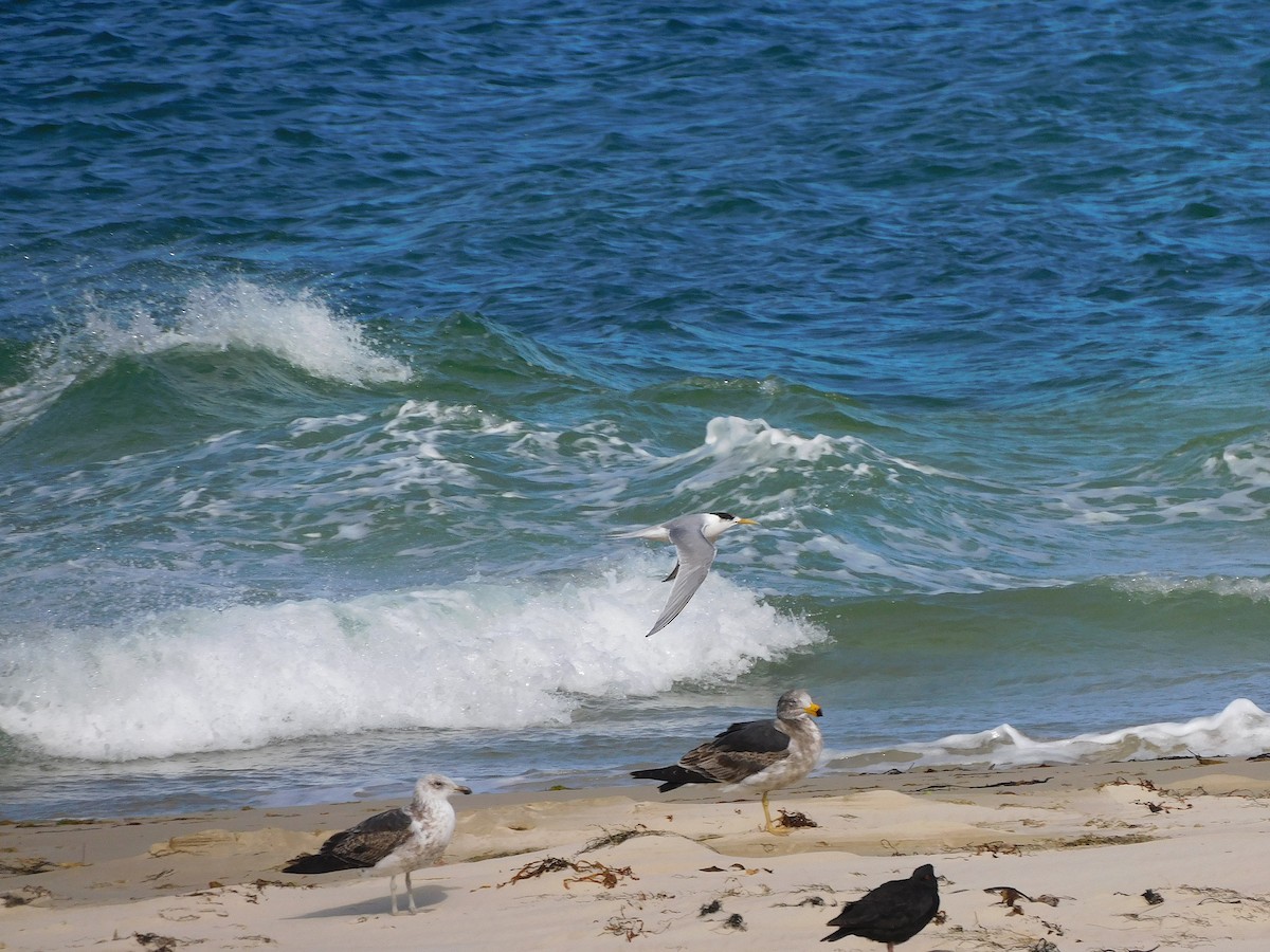 Great Crested Tern - ML384372751