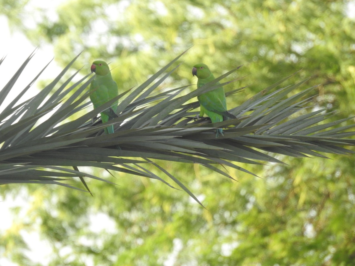 Rose-ringed Parakeet - ML384372791