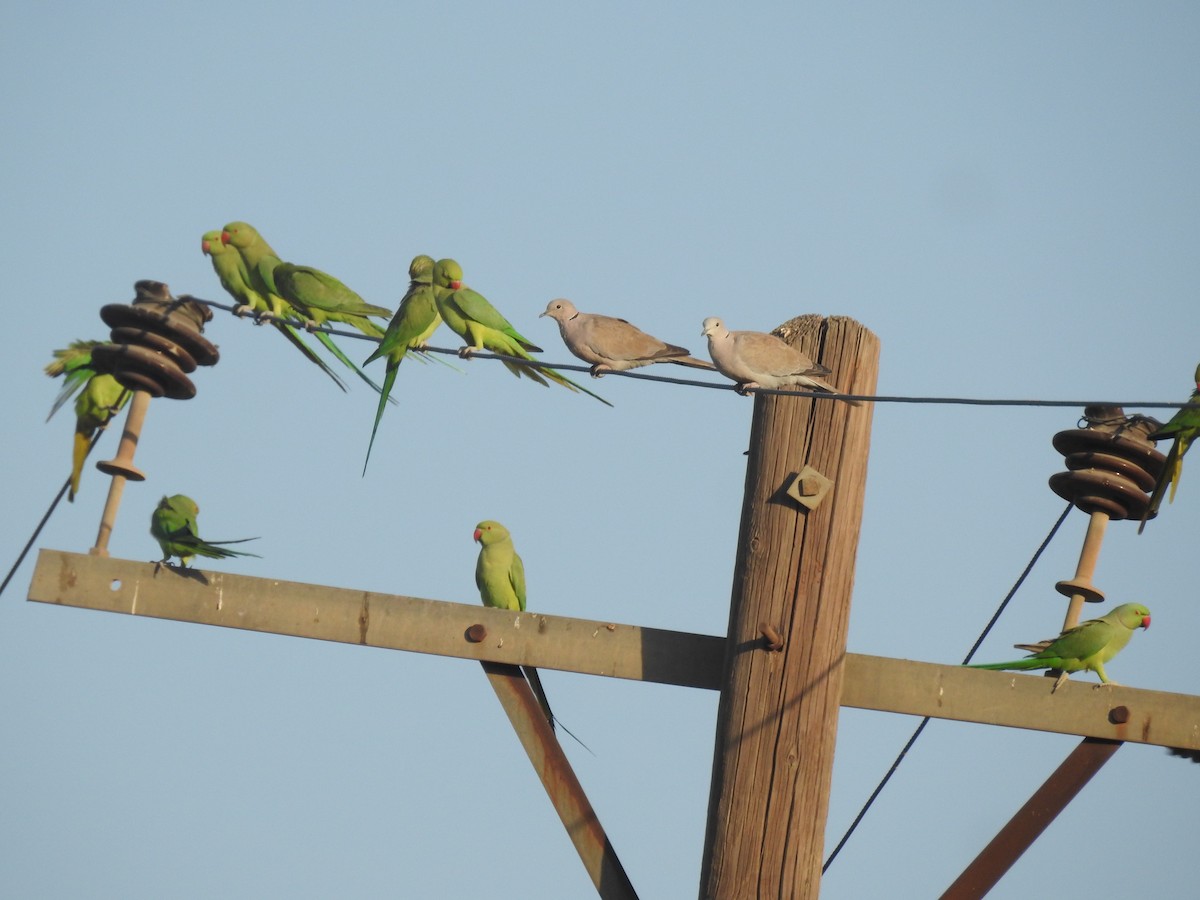 Rose-ringed Parakeet - ML384372801