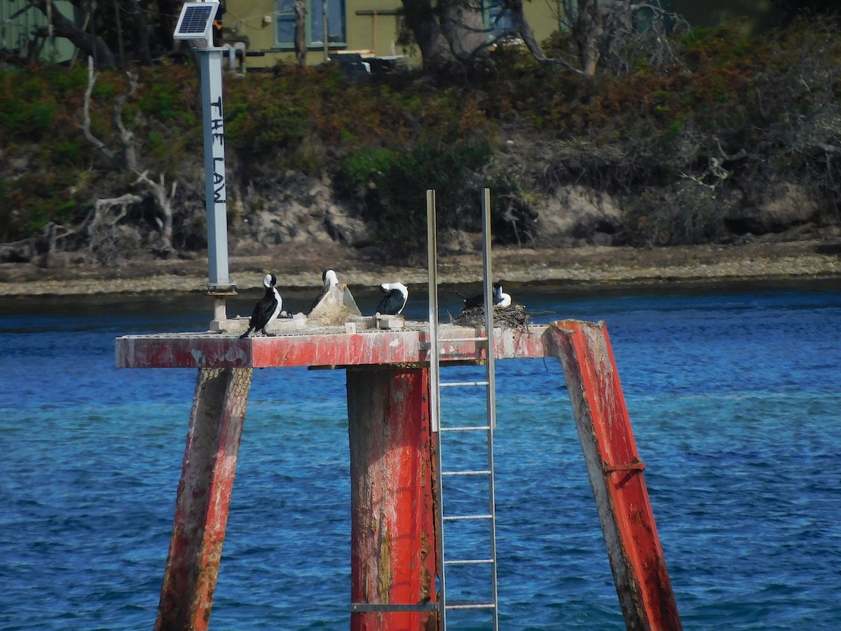 Black-faced Cormorant - ML384373481