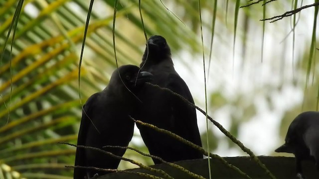 House Crow - ML384373851