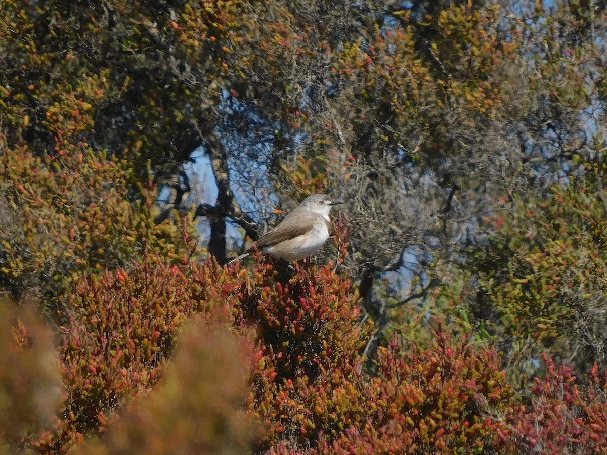 White-fronted Chat - ML384374241