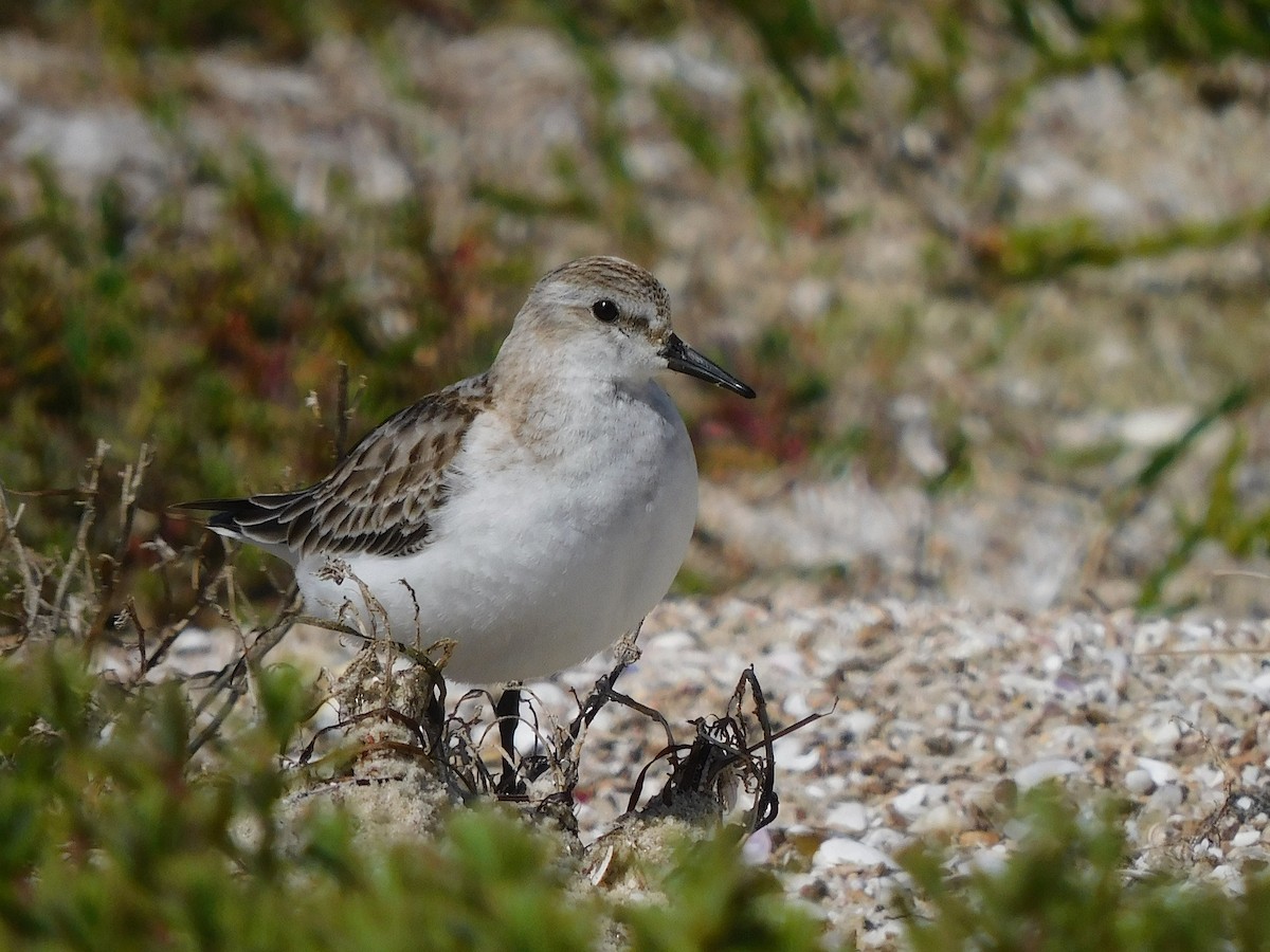 Red-necked Stint - George Vaughan