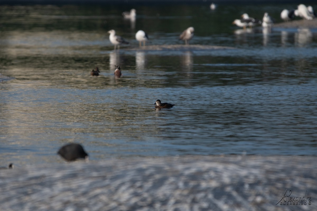 Ring-necked Duck - ML384376431