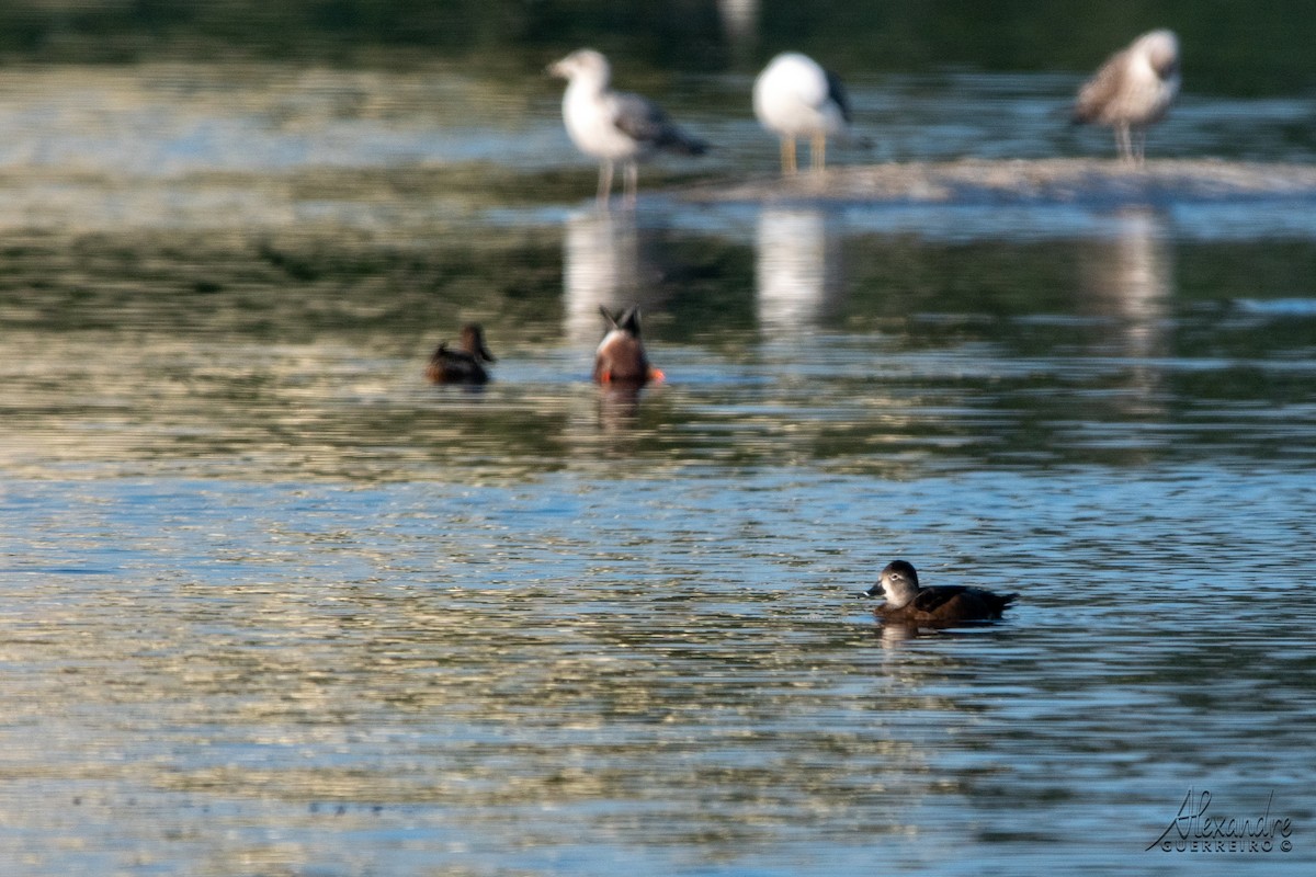 Ring-necked Duck - ML384376491