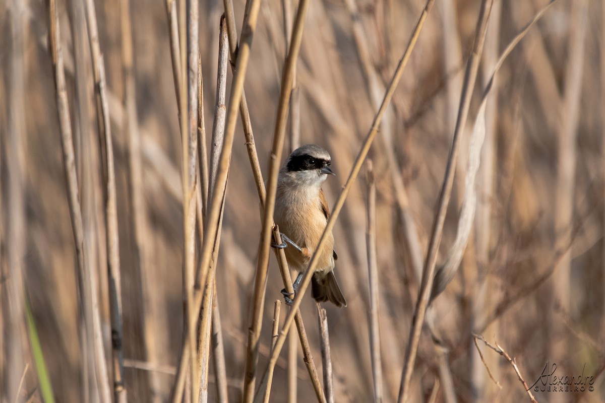 Eurasian Penduline-Tit - ML384378581