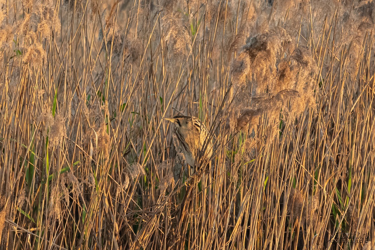 Great Bittern - ML384378851