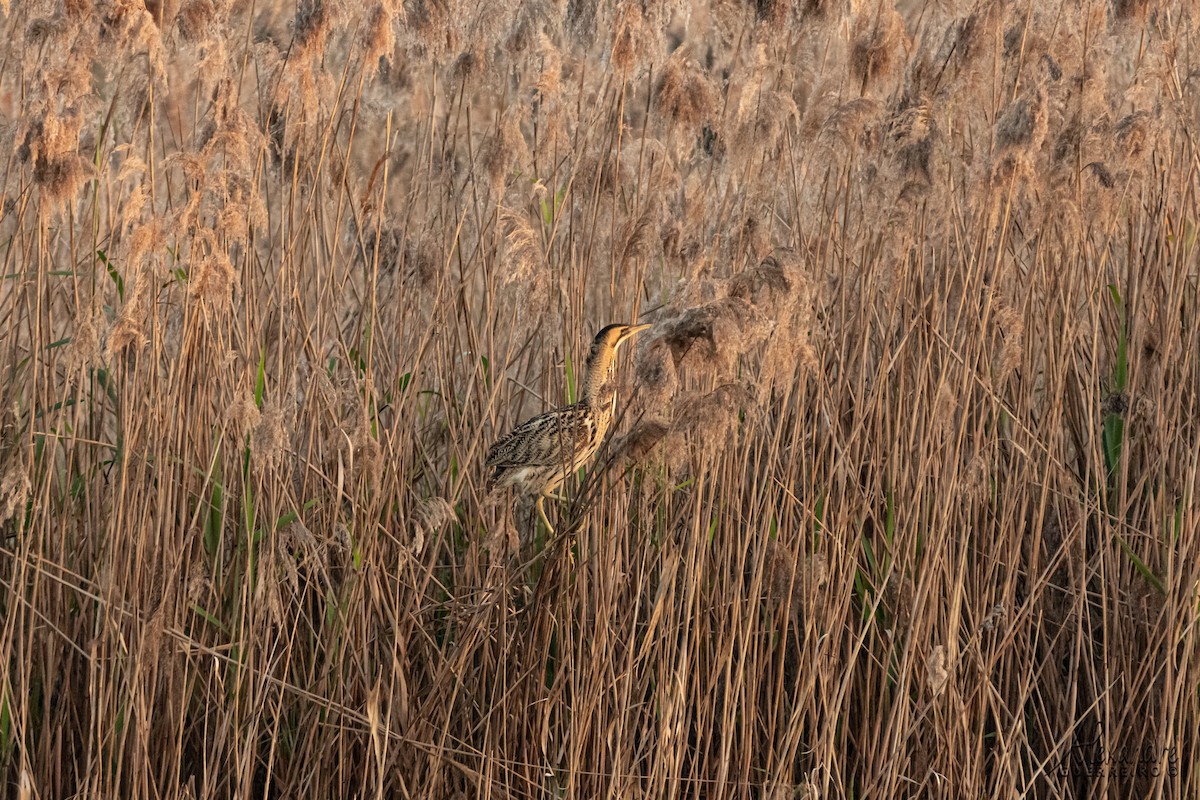 Great Bittern - ML384378871