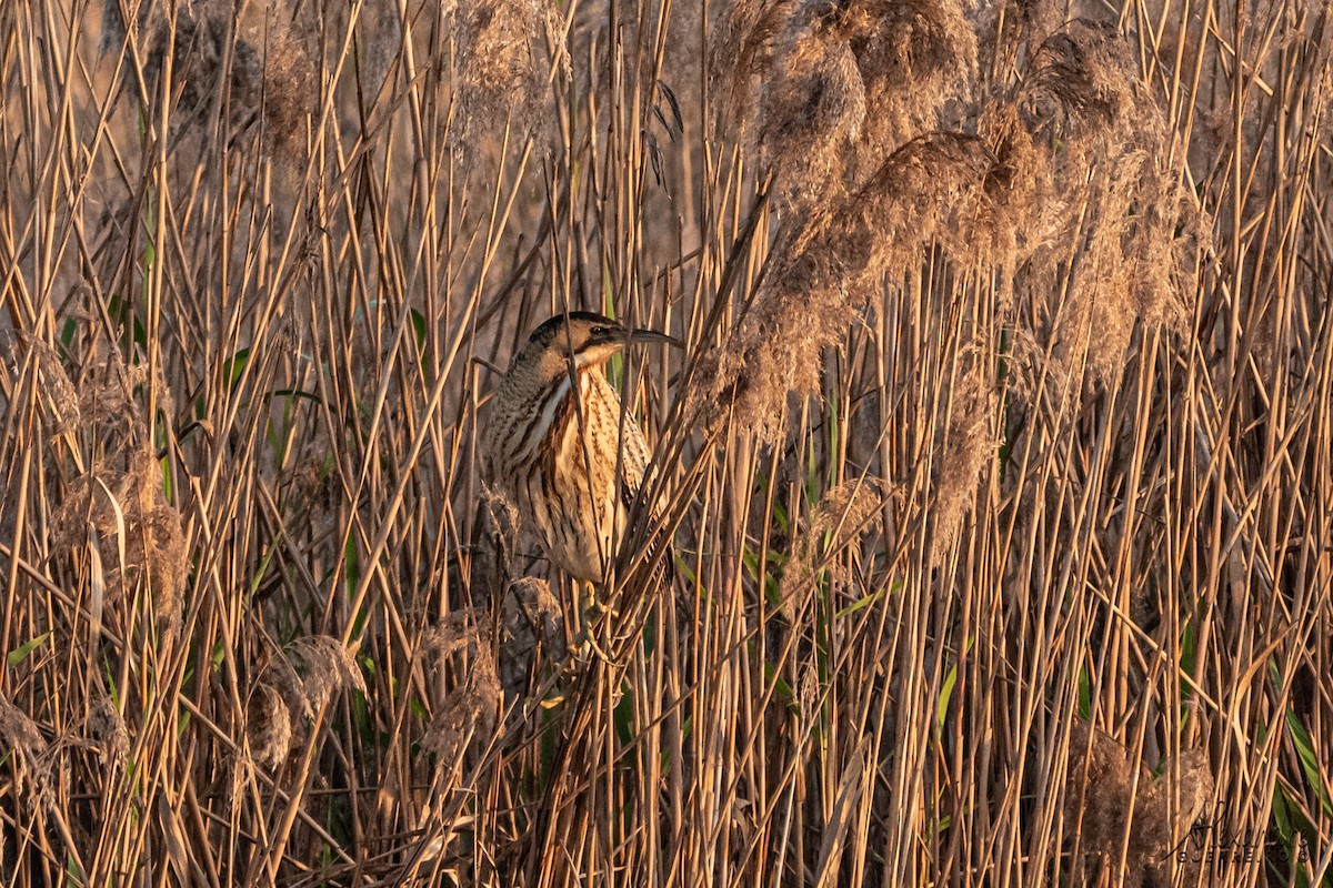 Great Bittern - ML384378881