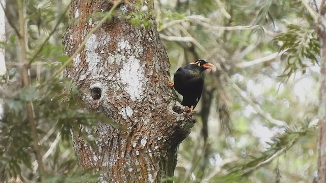 Southern Hill Myna - ML384379701