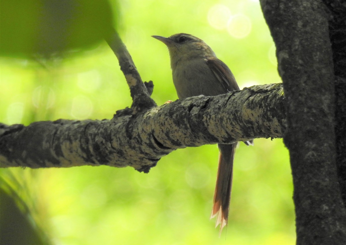 Olive Spinetail - ML384380111