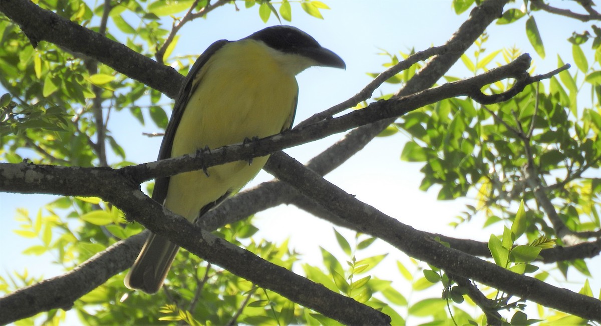 Boat-billed Flycatcher - ML384380191