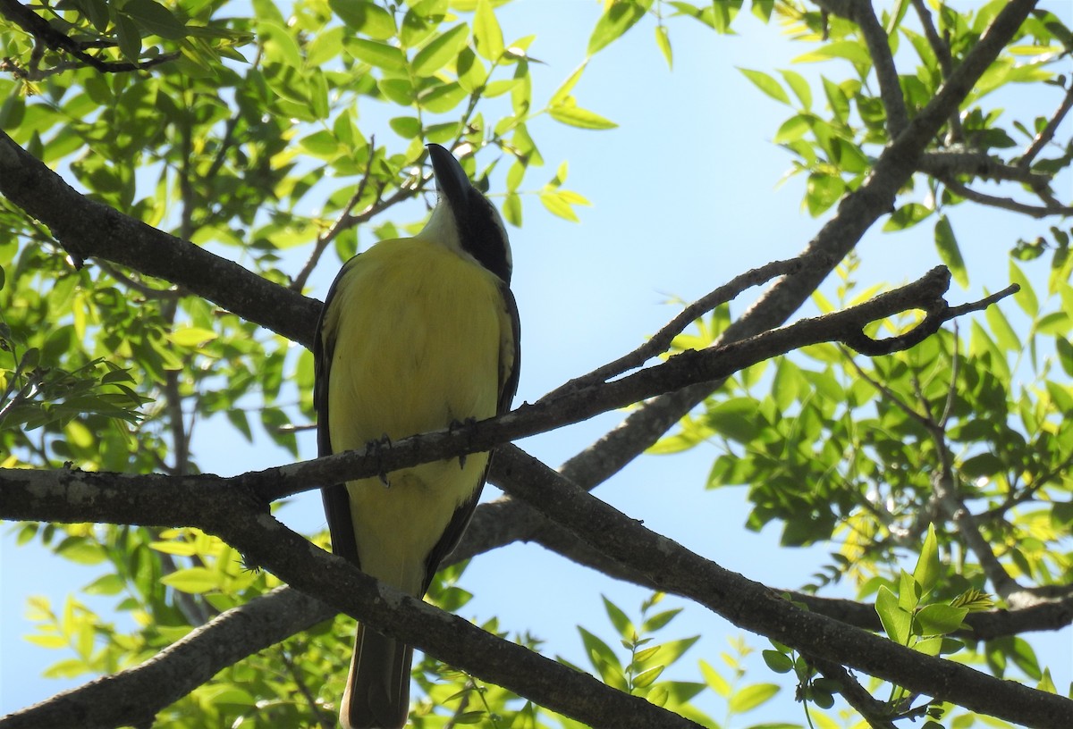 Boat-billed Flycatcher - ML384380211