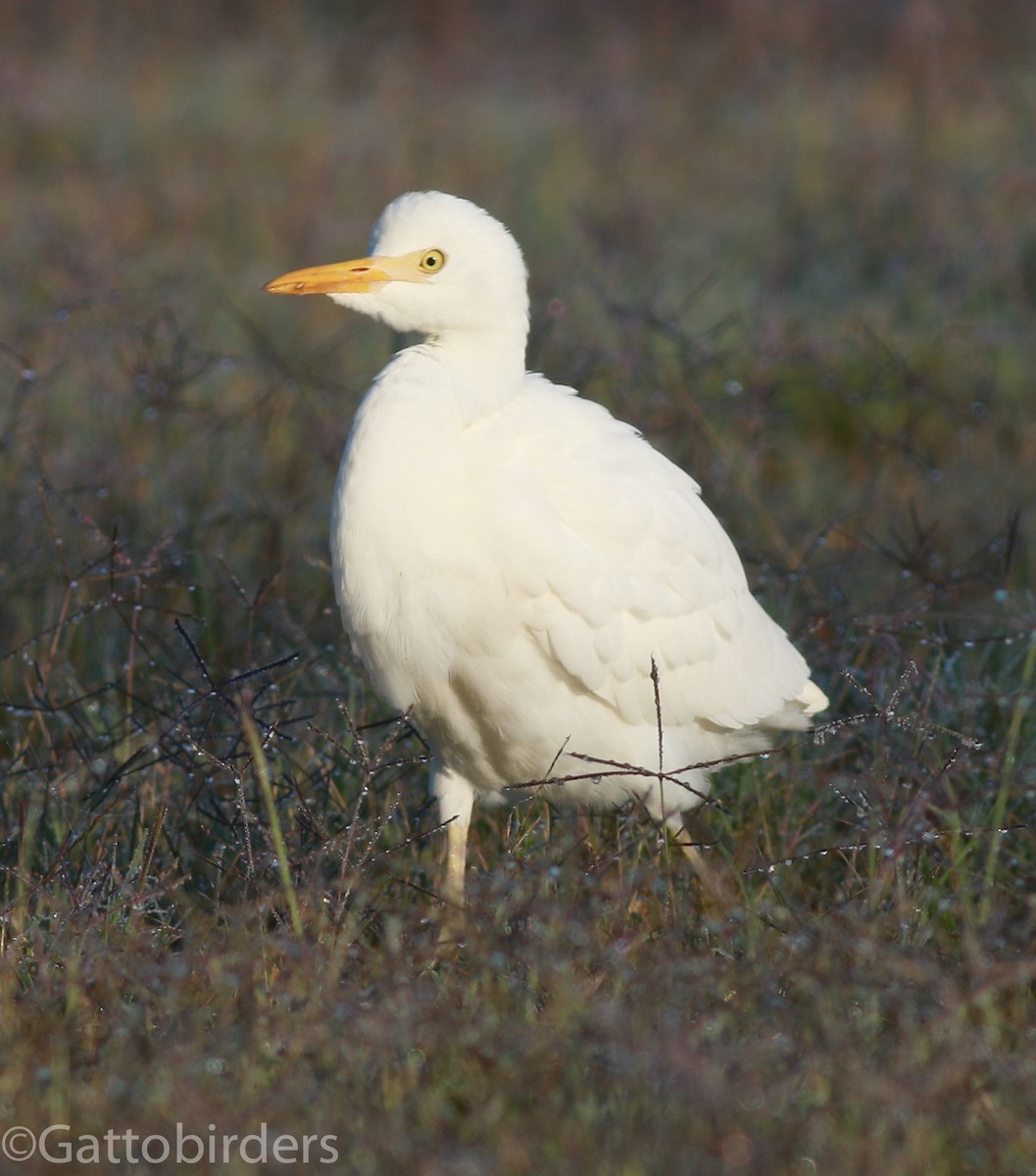 Western Cattle Egret - ML38438161