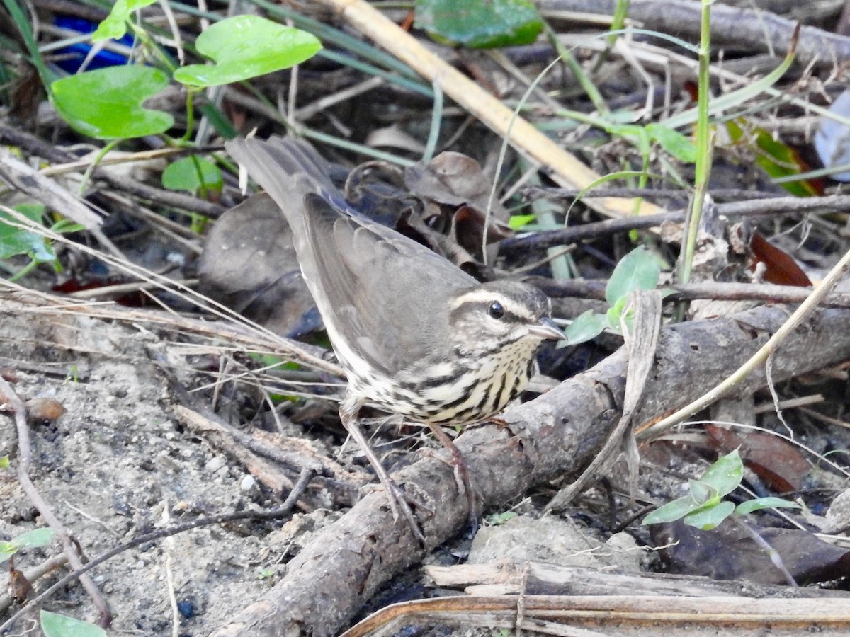 Northern Waterthrush - ML38438601