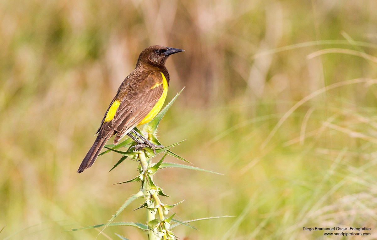 Yellow-rumped Marshbird - ML38438621