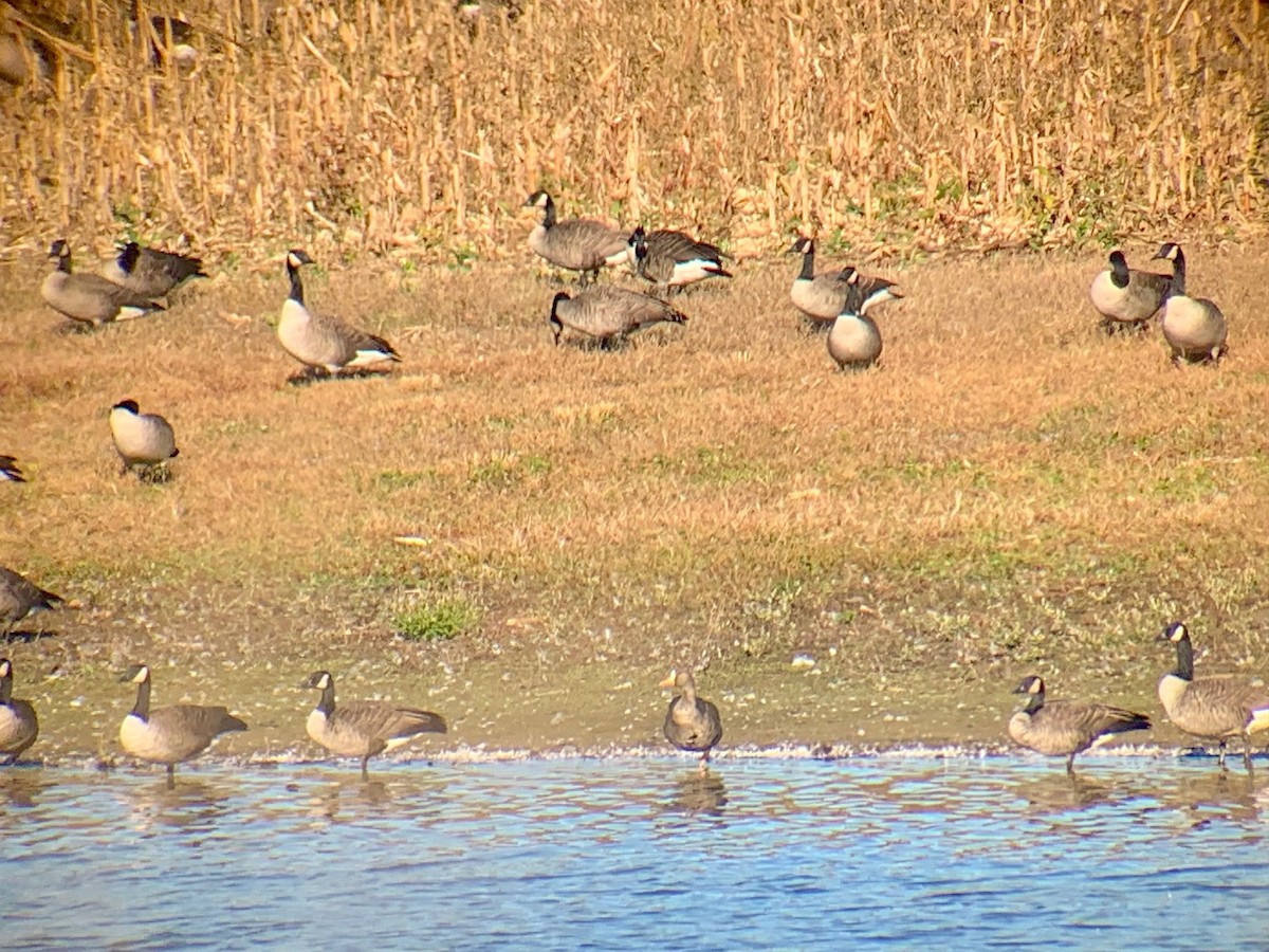 Greater White-fronted Goose - ML384386771